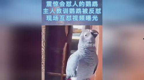 鹦鹉爆料主人出轨视频,主人出轨真相大白 第2张 鹦鹉爆料主人出轨视频,主人出轨真相大白 第2张