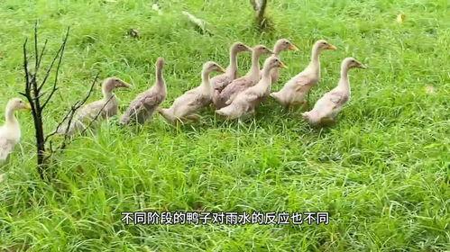 当鸭子的视频在线观看,一场欢乐的在线视听盛宴 第2张 当鸭子的视频在线观看,一场欢乐的在线视听盛宴 第2张