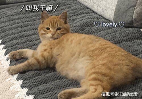 橘猫王者爆料视频下载,揭秘爆款视频背后的制作秘籍  第2张